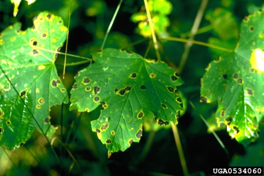 Leaf Spots (Maple-Sycamore)